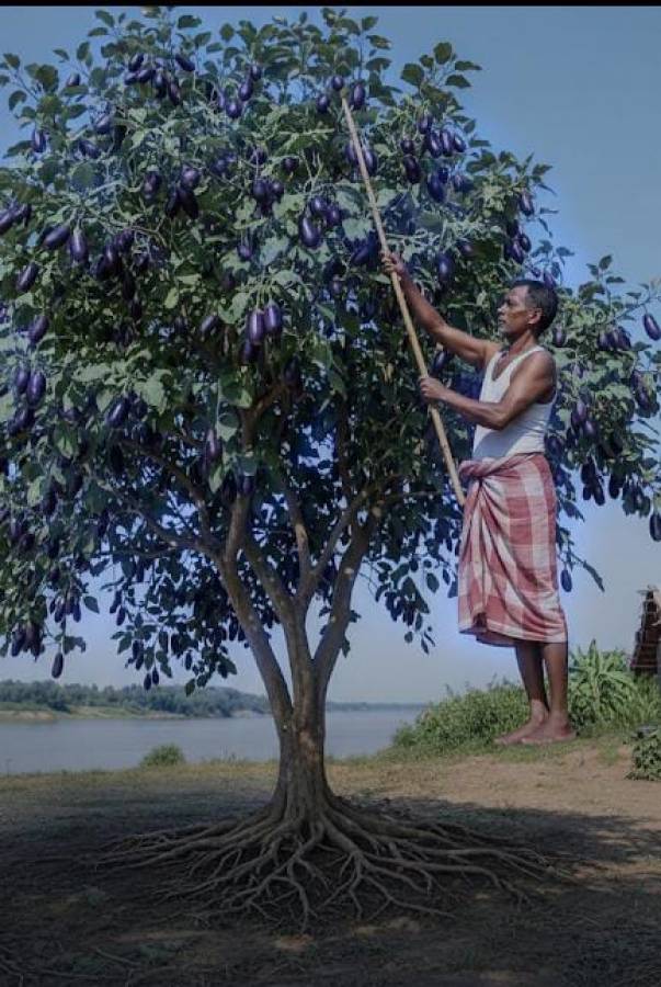 बैंगन-वृक्ष का रहस्य
