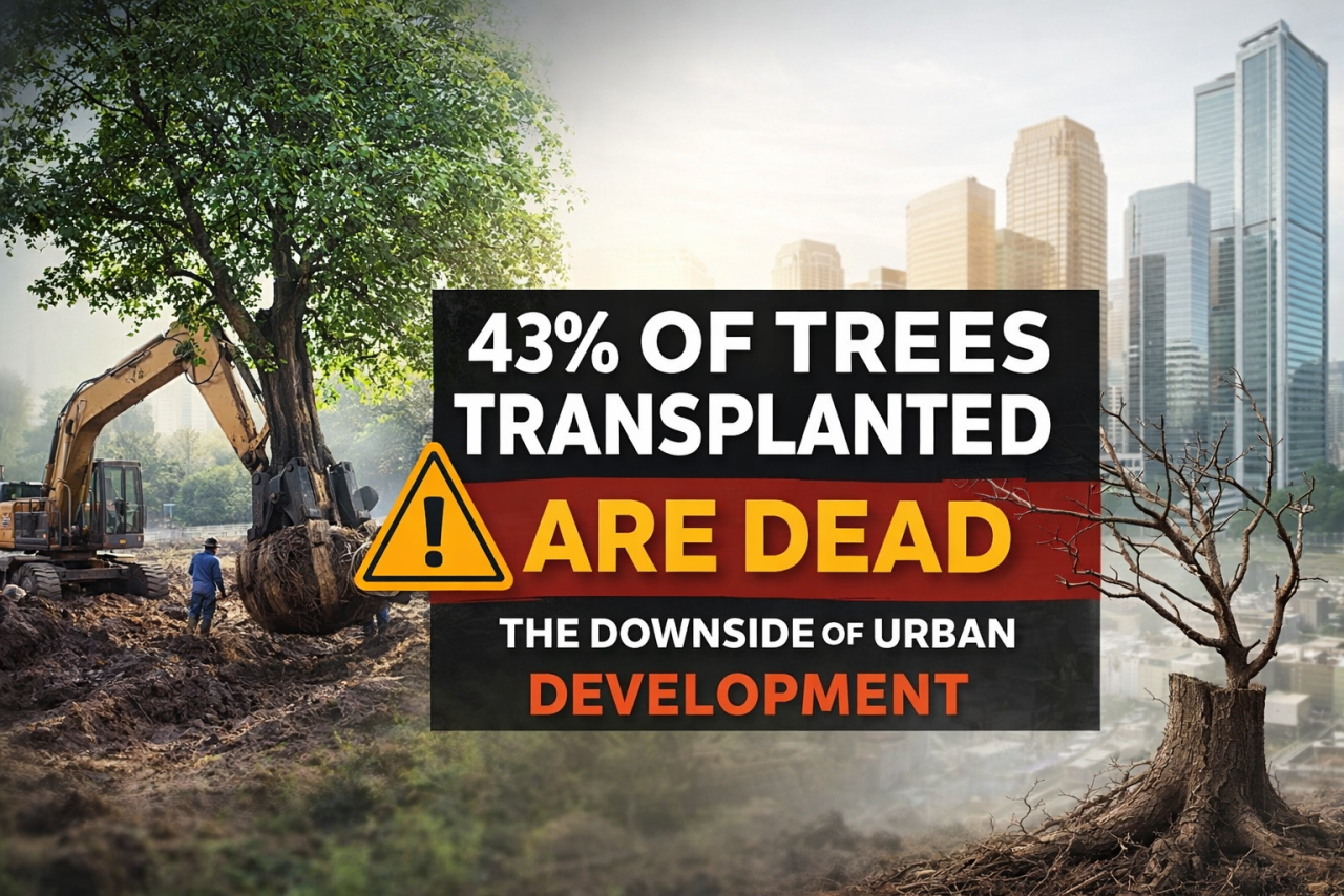 43% of Transplanted Trees Dead: A Troubling Reality Behind Urban Development