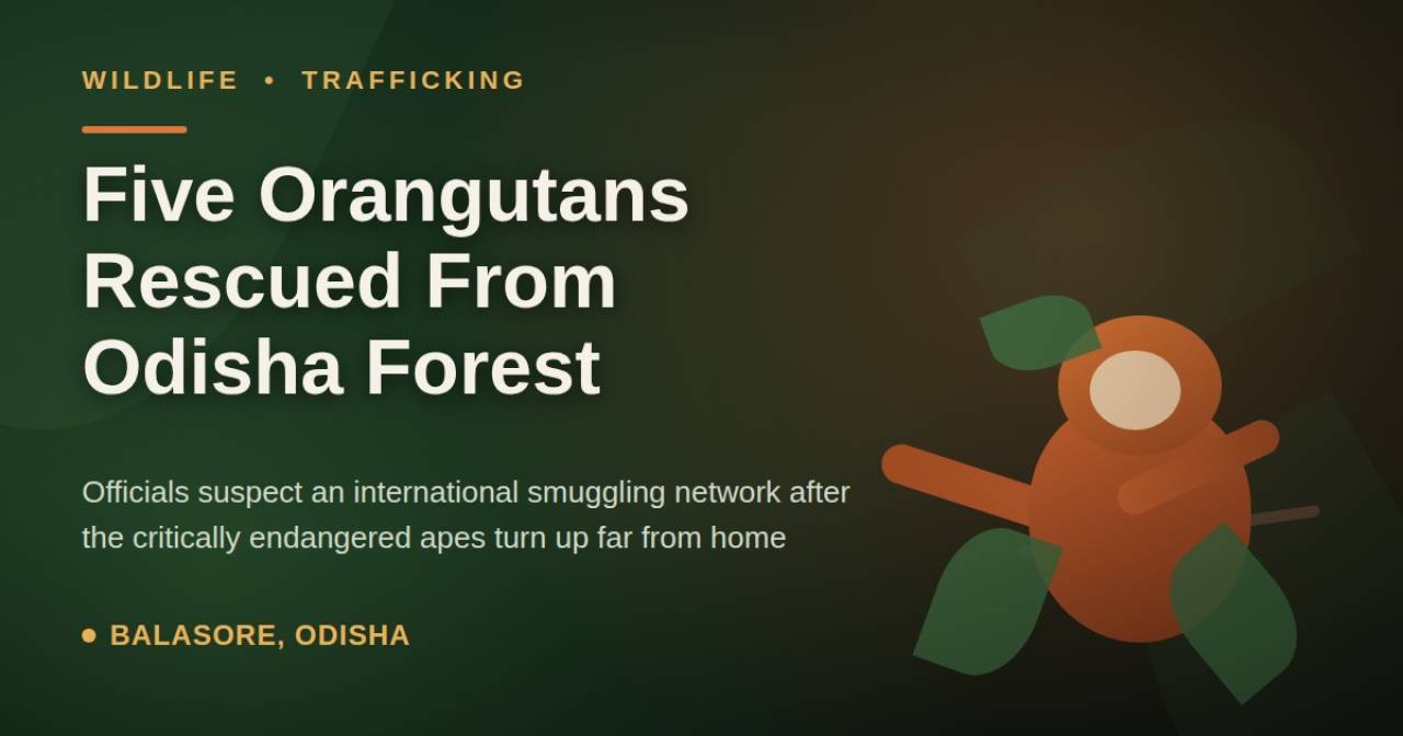 Five Orangutans Rescued From Odisha Forest, Officials Suspect Trafficking Racket