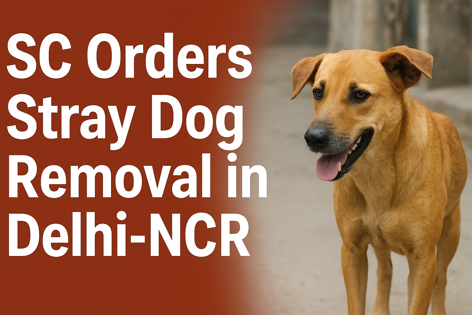 SC Orders Stray Dog Removal in Delhi-NCR: Safety Win or Shelter Nightmare?