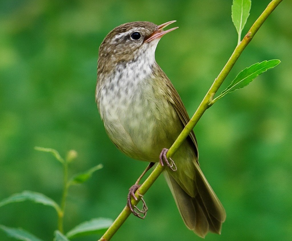 After 46 Years of Silence, Long-Billed Warbler Reappears in Ladakh